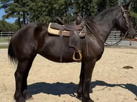 Kobila, Percheron — fotografija 3
