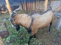 Jarac, LaMancha goats — fotografija 1