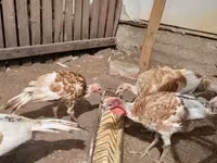 Turkeys — fotografija 1