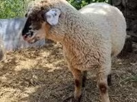 Ovan, White Suffolk sheep — fotografija 2