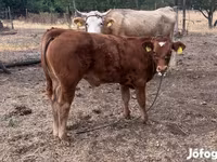 Bulle, Simmental cattle — Foto 1