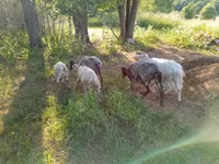 Koza, Kejobong goat — fotografija 2