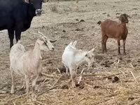 Koza, Nubian Goat — fotografija 6