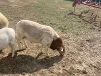Carnero, Dorper sheep — foto 6