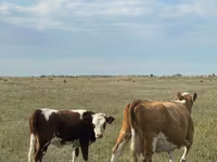 Cow, Kazakh White-headed cow — photo 8