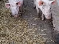 Boar, Pigs — photo 4