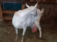 Koza, Saanen goat — zdjęcie 7