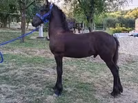 Koń, Friesian — zdjęcie 1