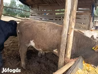 Byk, Simmental cattle — zdjęcie 5