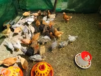 Chickens — 2-rasm