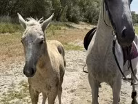 Stute, Lipizzaner — Foto 3