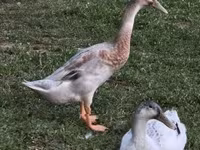 Ducks — foto 3