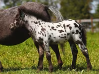 Kobila, American shetland pony — fotografija 3