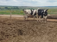Krava, Russian Black pied cattle — fotografija 4