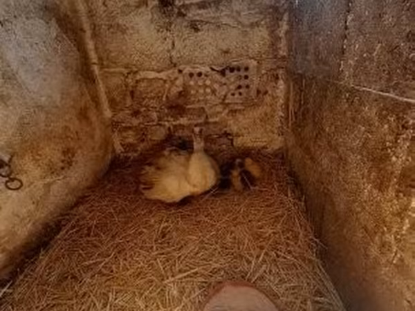 Ducks — Hungria