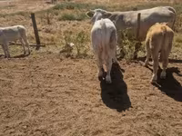 Bik, Charolais cattle — fotografija 7