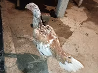 Chickens — photo 4