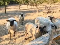Ovan, Shroshire sheep — fotografija 2