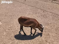 Widder, Cameroon sheep — Foto 3