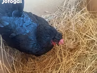 Chickens — फ़ोटो 4