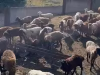Qoyun, Romanov sheep — foto 8