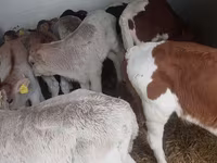 Bik, Simmental cattle — fotografija 4
