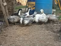 Amerikan Pekin — foto 2