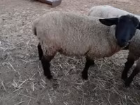 Ovan, White Suffolk sheep — fotografija 2