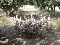Geese — 写真 2