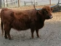 Cow, Highland — photo 5