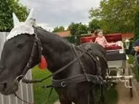 فرس, Nonius horse — الصورة 4