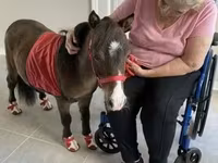 Kobila, Miniature horse — fotografija 3