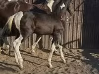 Caballo, Dutch warmblood horse — foto 1