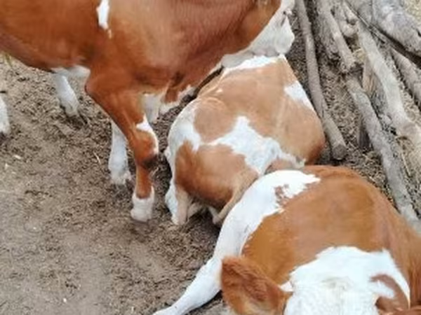 公牛, Holstein breed