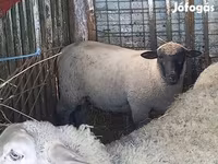 母羊, Sheep — 照片 2