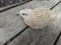 Quails — fotografija 6