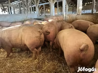 公猪, Pigs — 照片 2