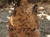 Chickens — الصورة 1