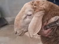 Қошқар, Arashan sheep — 1-сурет