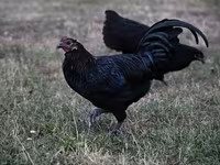 Australorp — Foto 4