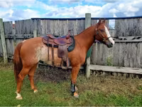 Pastuv, Quarter Horse — fotografija 7