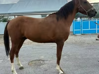公马, Horses — 照片 1
