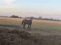 At, Nonius horse — foto 4
