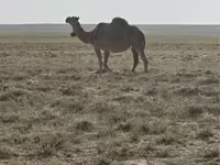 Kamile (partija, pol nije naveden), Anafi camel — fotografija 1