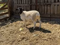 Bélier, Dorper sheep — photo 5
