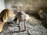 Ovca, Katum sheep — fotografija 4