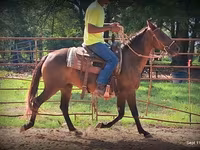 Kobila, Standardbred — fotografija 3