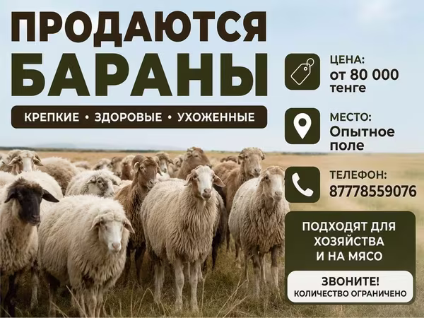 Bélier, Moutons