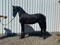Cavalo, Dutch warmblood horse — foto 1