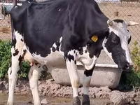 母牛, Holstein breed — 照片 3